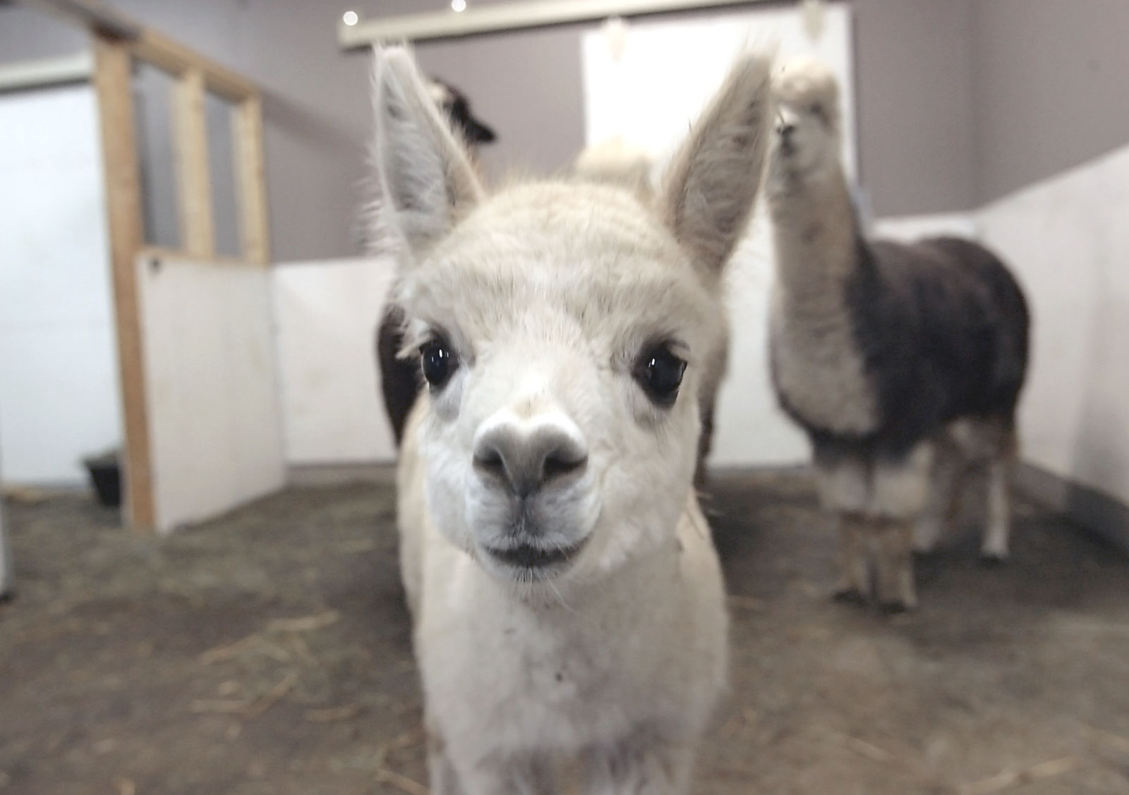 Baby Alpaca 2